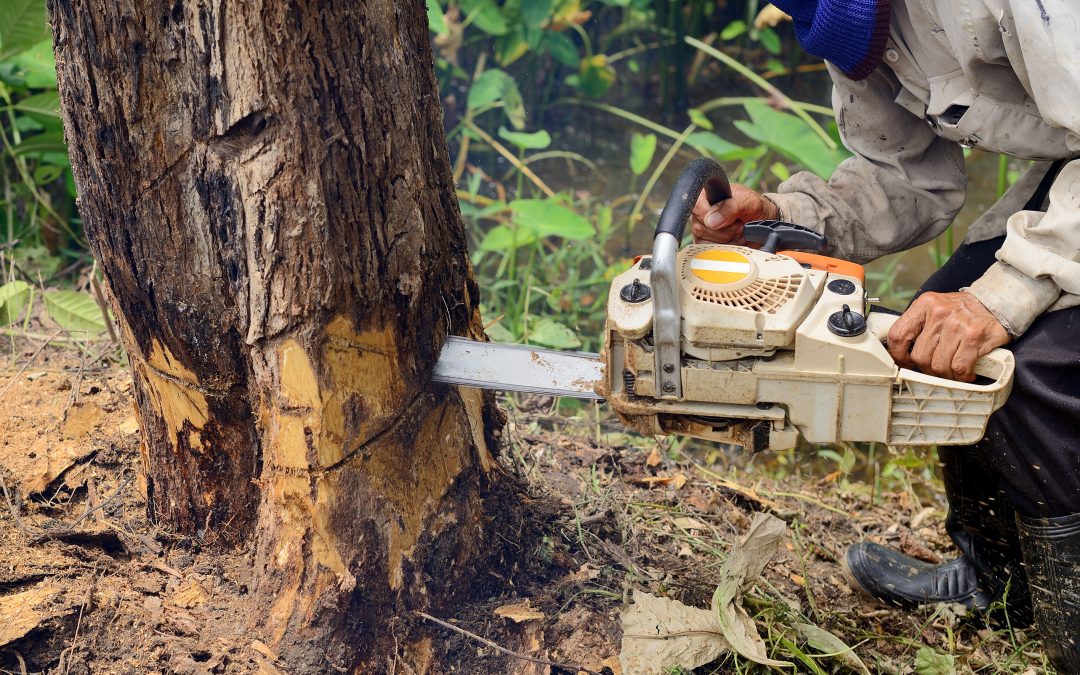 Searching For Stump Removal In Essex County NJ? Visit Dujets Tree Experts Inc.